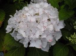 Hydrangea macrophylla Immaculata