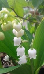 Mughetto-Convallaria majalis