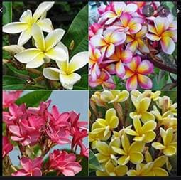 Plumeria Frangipane pomelia 