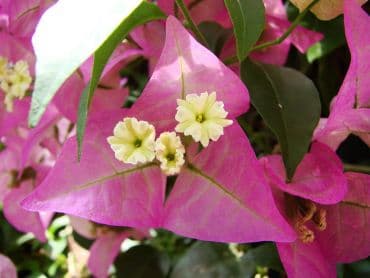 Bouganvillea Buganville