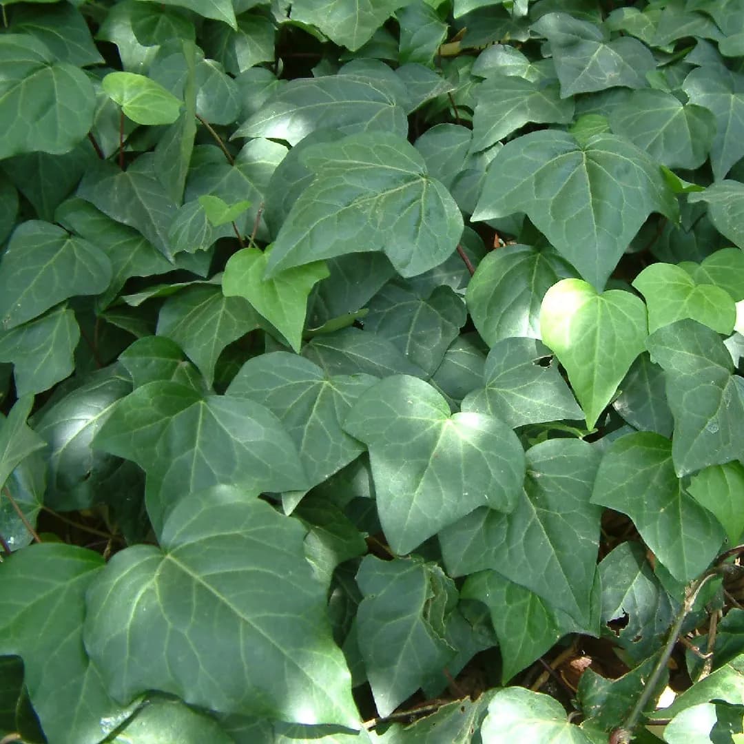 Hedera Edera