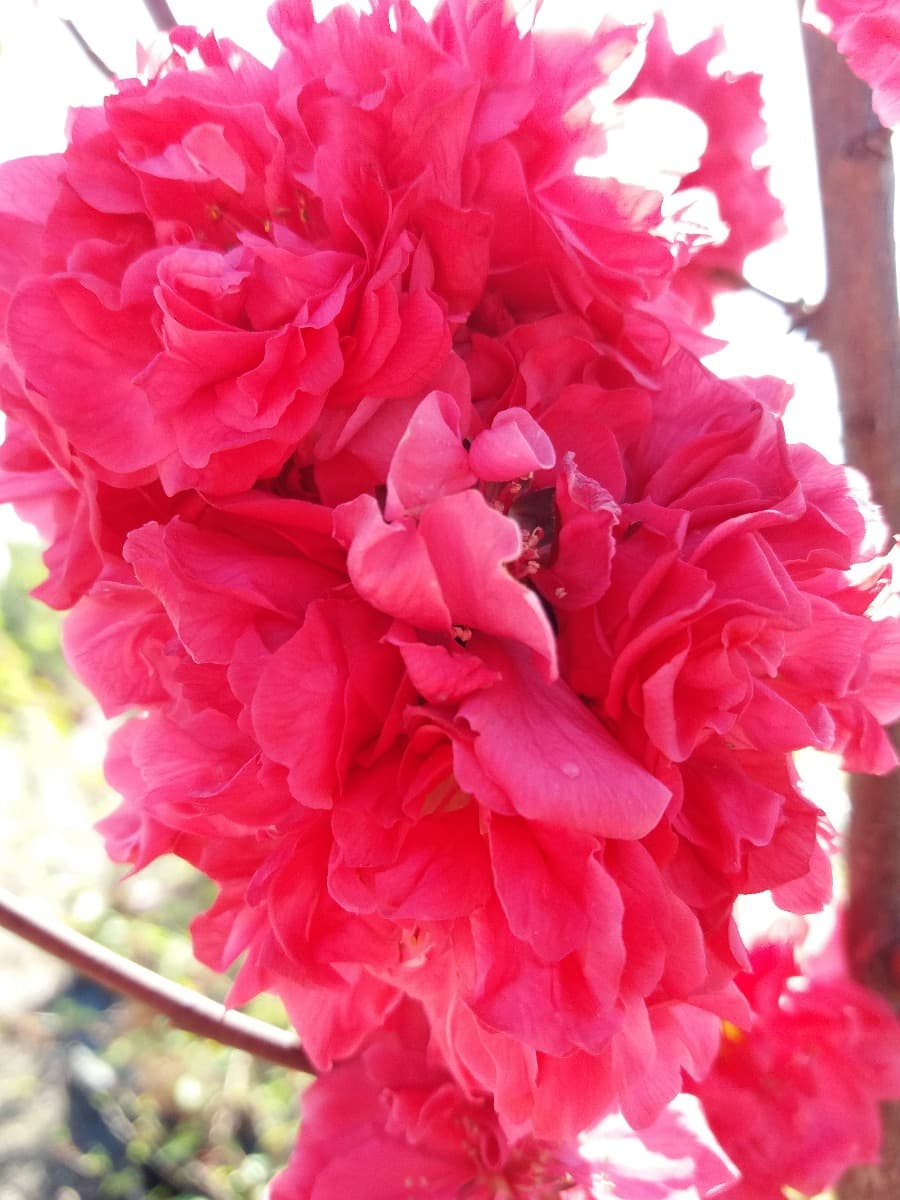 Prunus Pesco da fiore Peschi da fiore