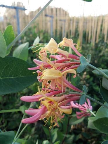 Lonicera