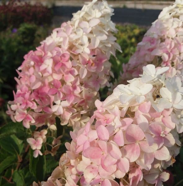 Hydrangea paniculata