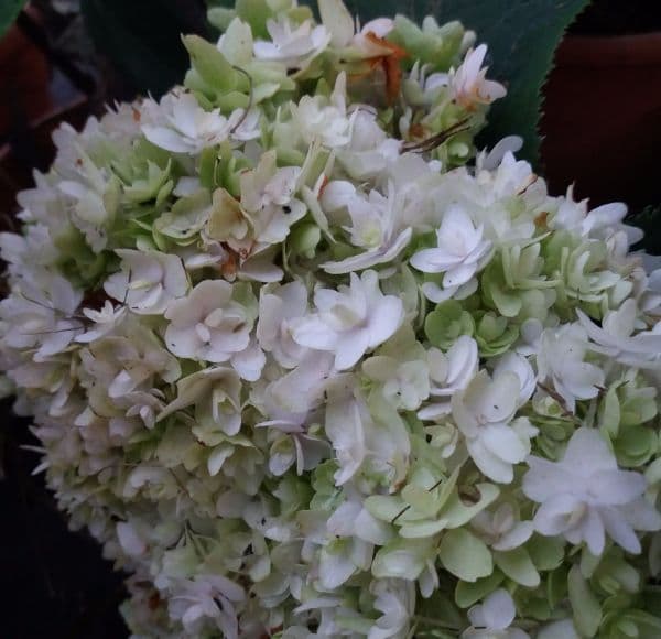 Hydrangea involucrata