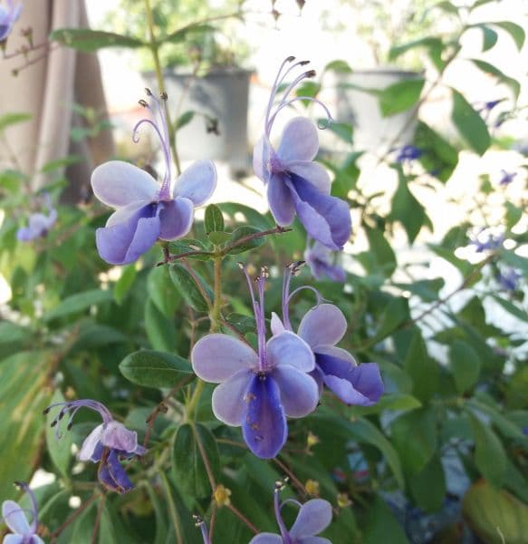 Clerodendro