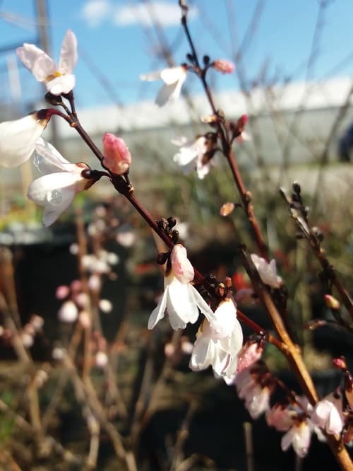 Abeliophyllum disticum