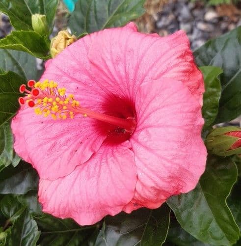 Hibiscus Ibisco
