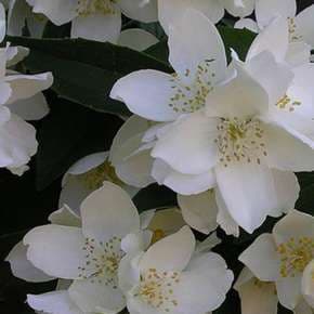 Philadelphus