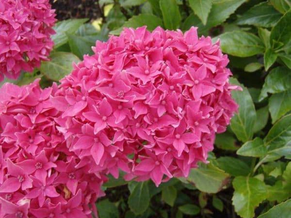 Hydrangea macrophylla nana