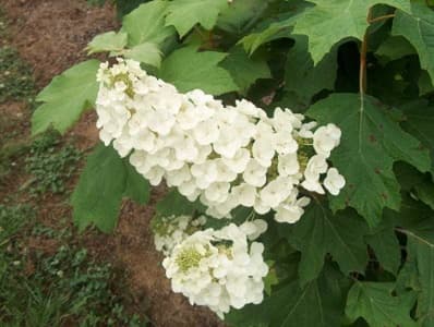 Hydrangea quercifolia