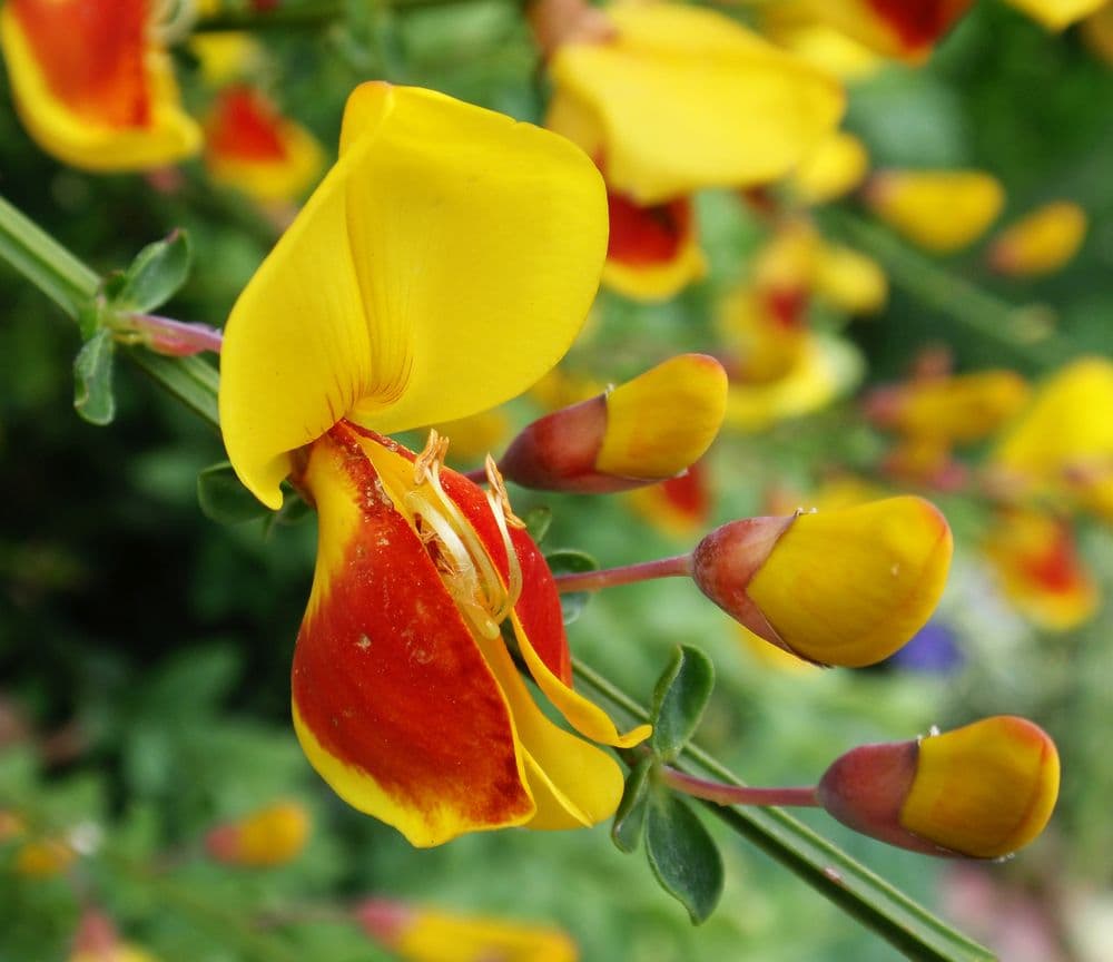 Cytisus Ginestra