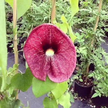 Aristolochia