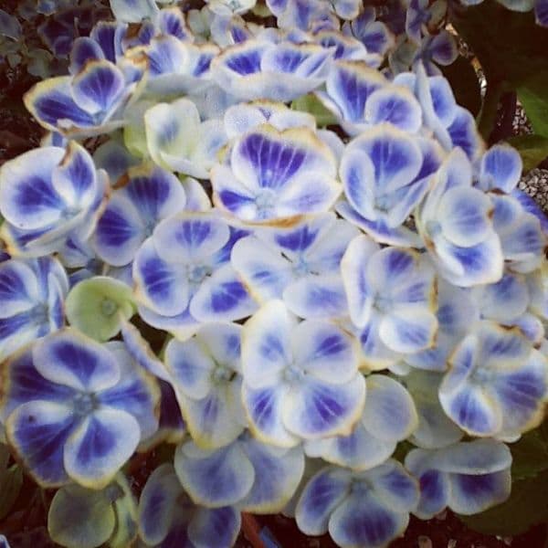 Hydrangea macrophylla fiore sferico