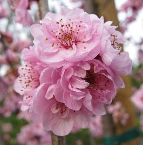 Prunus Ciliegi da fiore