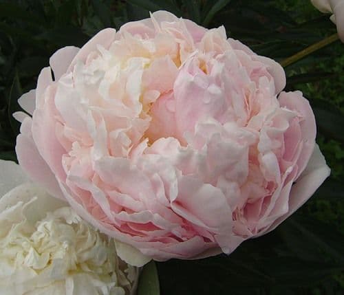 Peonia Erbacea