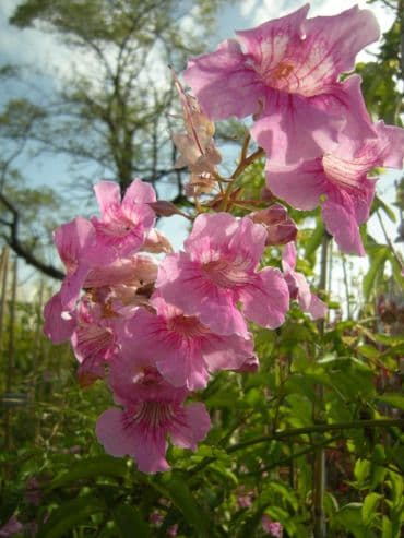 Campsis Bignonia