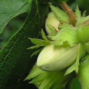 Corylus Nocciolo