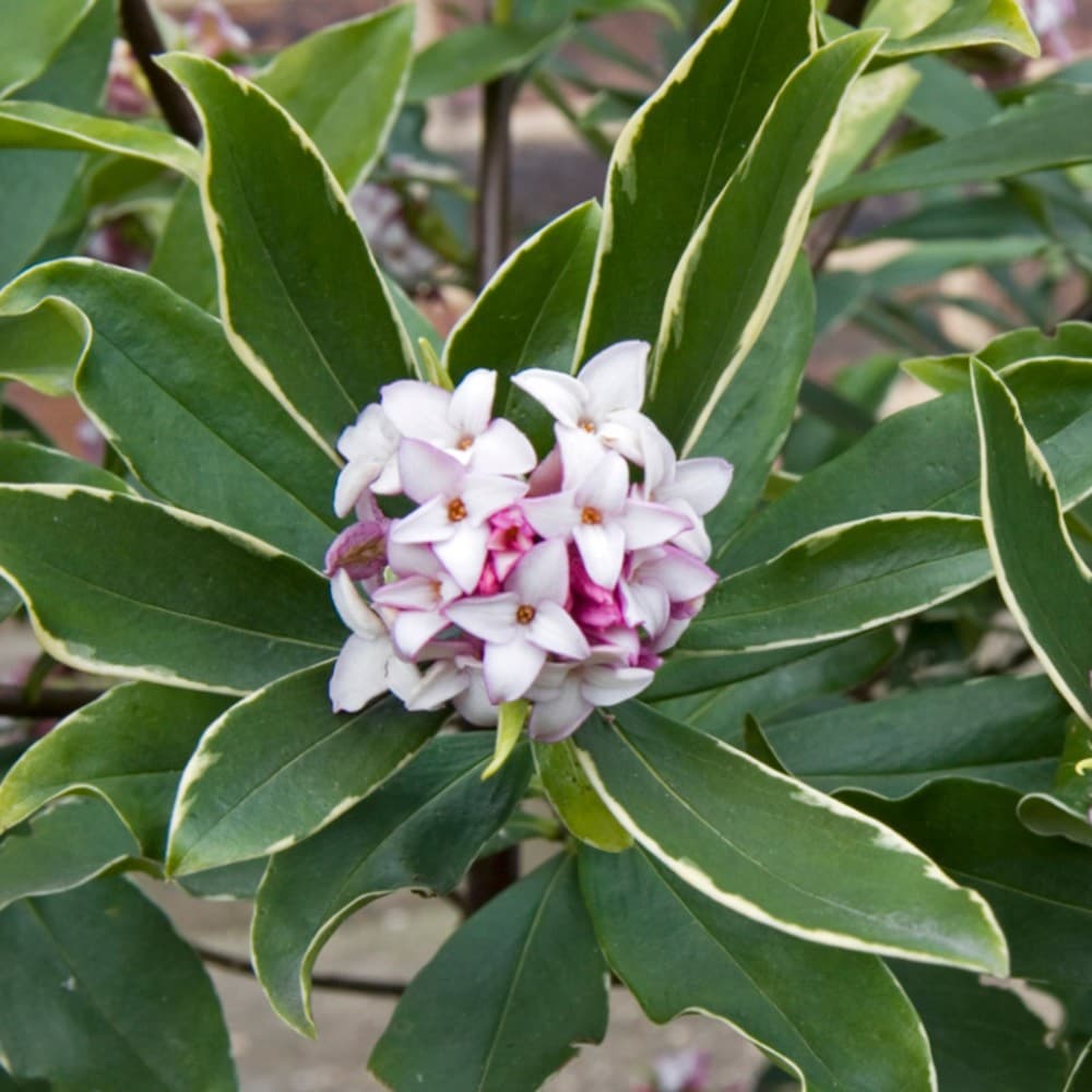 Daphne - Dafne