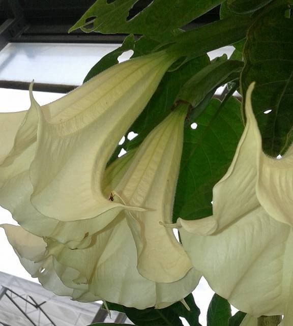 Datura Brugmansia