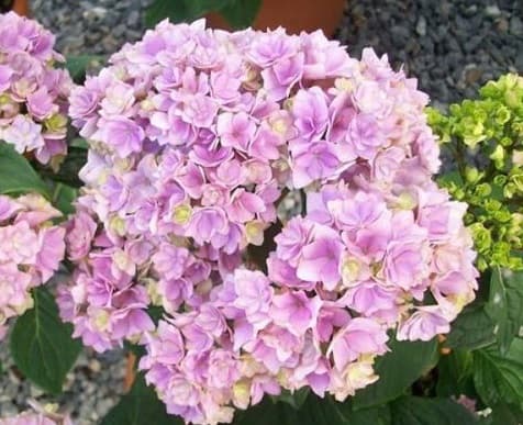 Hydrangea macrophylla teller