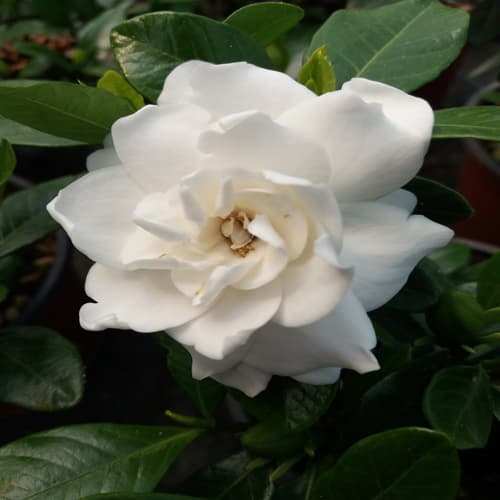 Gardenia
