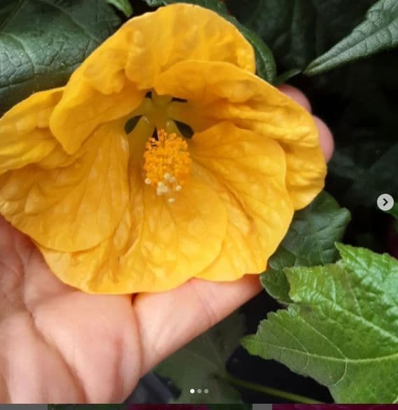 Abutilon Lanterna cinese