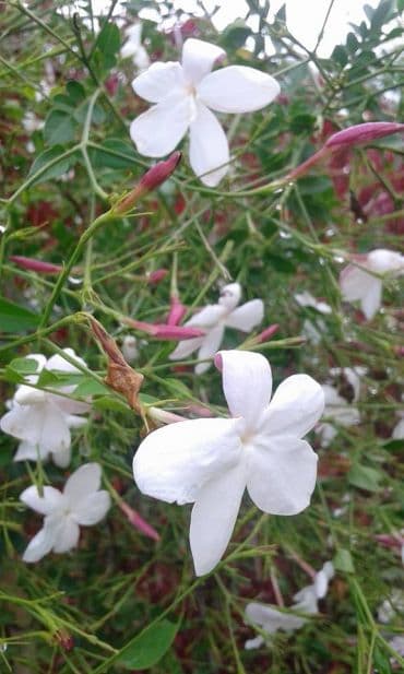 Jasminum Gelsomino