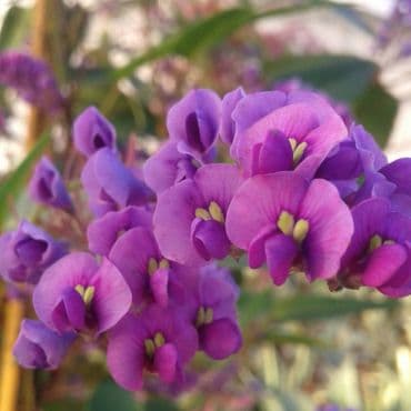 Handerbergia - Hardenbergia