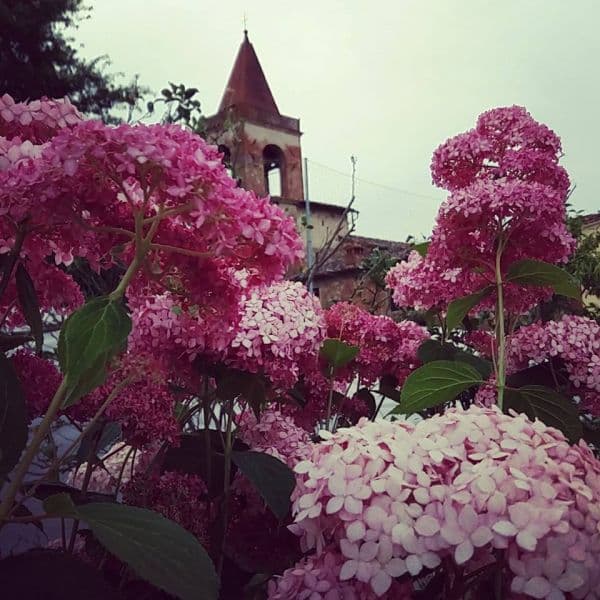 Hydrangea arborescens