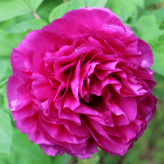 Peonia arbustiva
