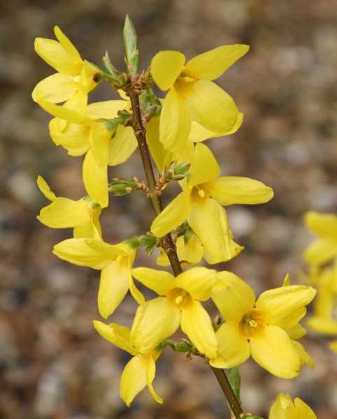 Forsythia Forsizia