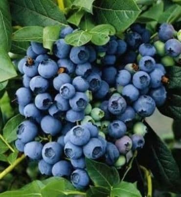 Piccoli frutti
