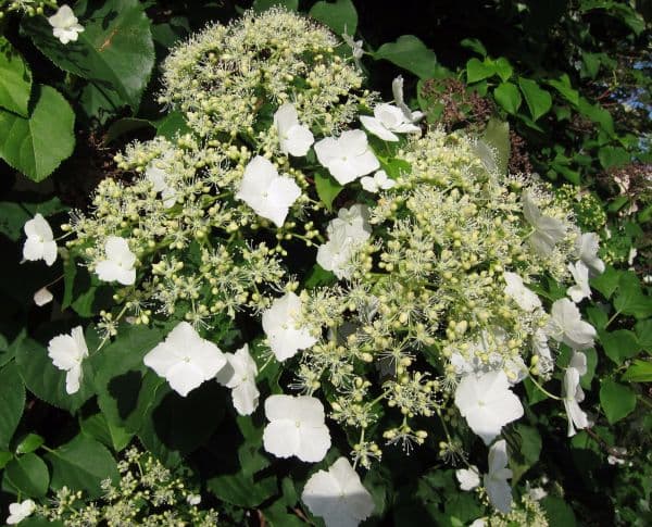 Hydrangea rampicante