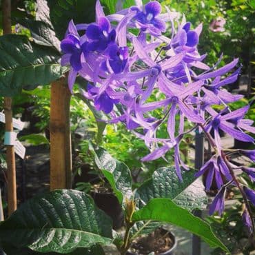 Petrea