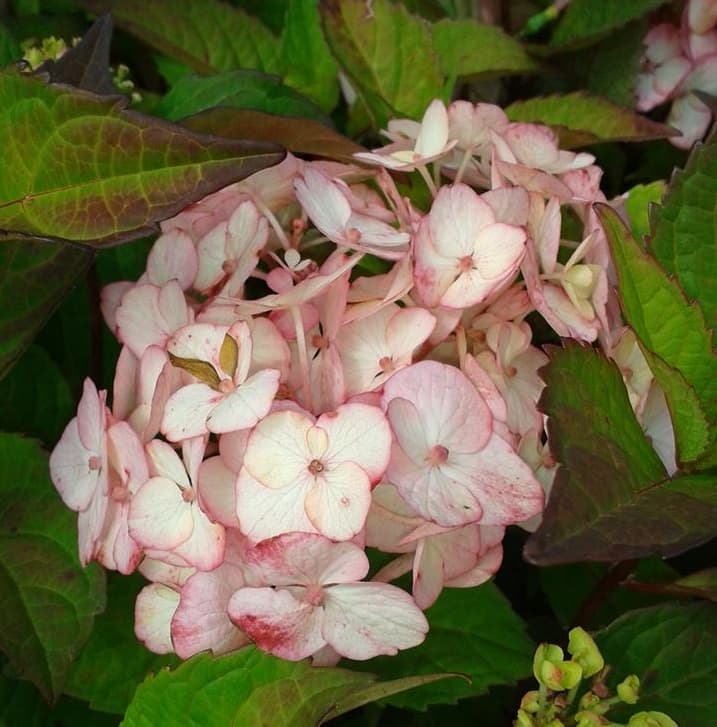 Hydrangea serrata