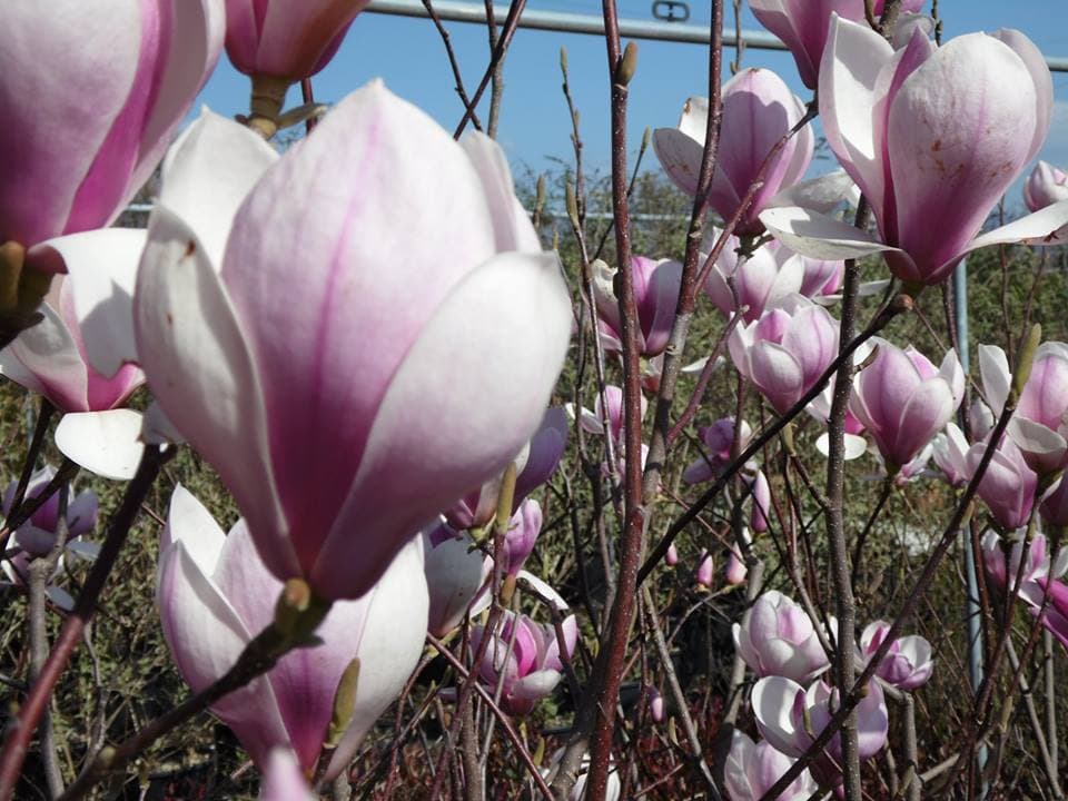 Magnolia da fiore