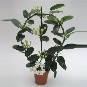 Stephanotis - Stefanotis