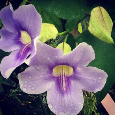 Thunbergia