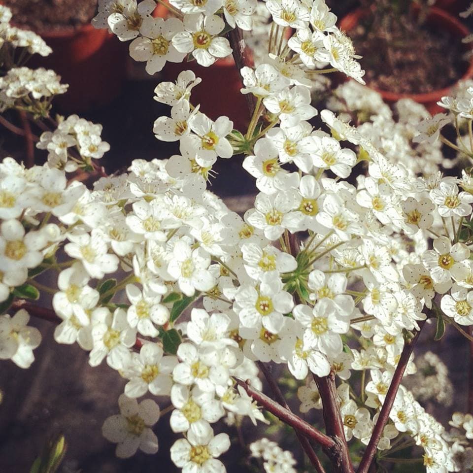 Spiraea Spirea