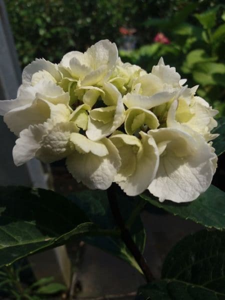 Hydrangea a gambo nero